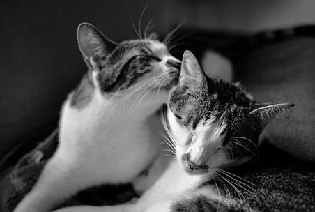 2cats-bw