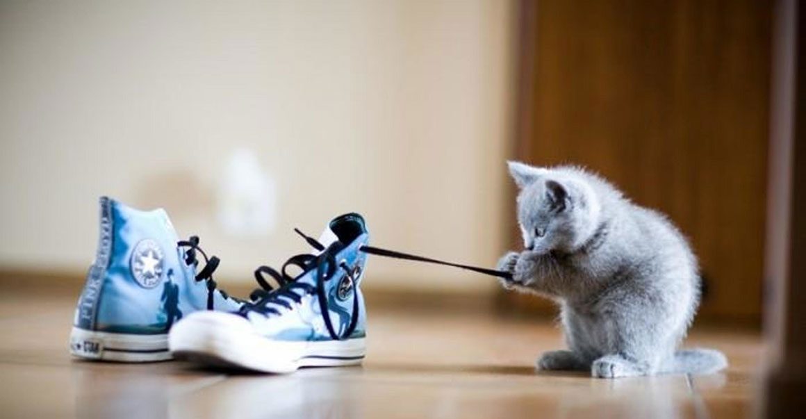 kitten-and-shoe