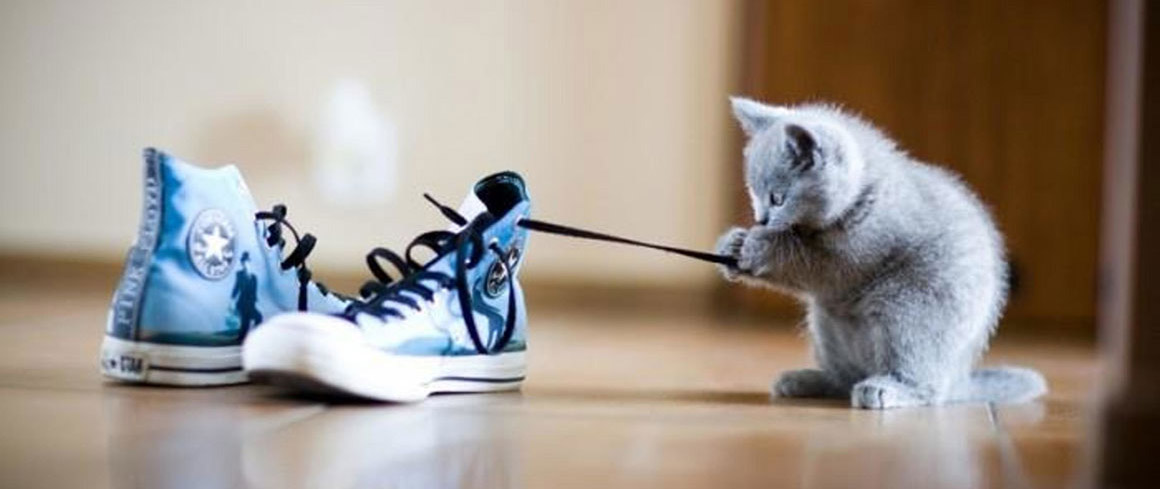 kitten-and-shoe-cropped
